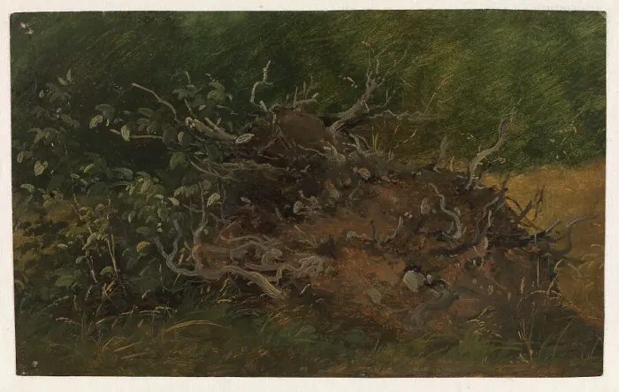 Framed Print : Study of a Tree Stump, 1843-1847. Creator: Wilhelm Peter Carl Petersen