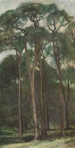 Study of Trees, c1900 (1903-1904). Artist: Charles Holroyd