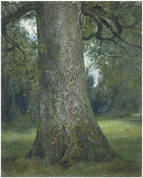 Study of the Trunk of an Elm Tree, c. 1824. Artist: Constable, John (1776-1837)