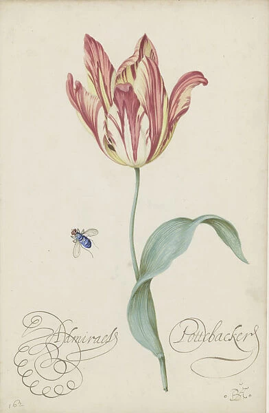 Study of a tulip (Admiral Pottebacker) and a fly, 1620-1629