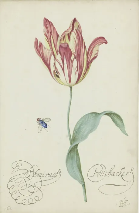 Framed Print : Study of a tulip (Admiral Pottebacker) and a fly, 1620-1629 Framed Print : Study of a tulip (Admiral Pottebacker) and a fly, 1620-1629