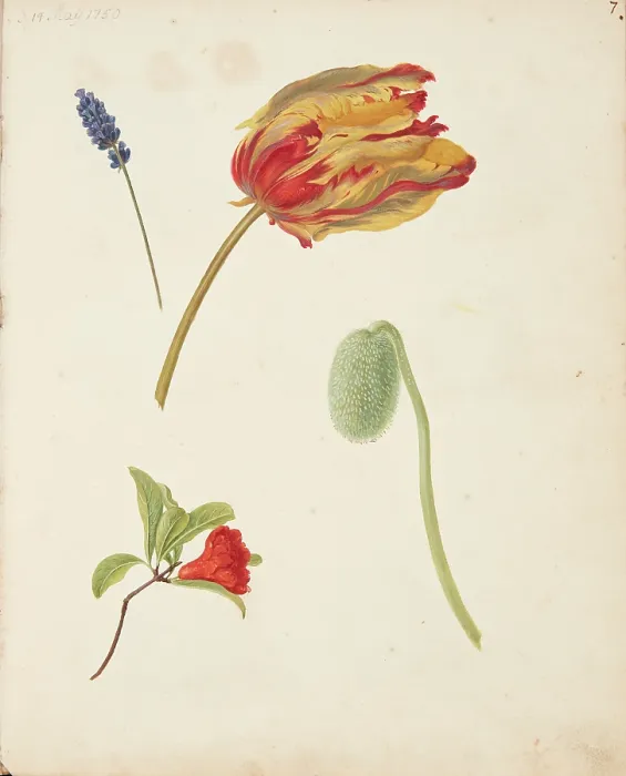 Framed Print : Study of tulip and other flowers, 1750. Creator: Fosie, Johanna Marie (1726-1764) Framed Print : Study of tulip and other flowers, 1750. Creator: Fosie, Johanna Marie (1726-1764)