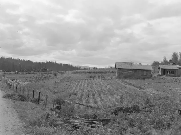 Framed Print : Stump farm seen from the road, Michigan Hill, Thurston County, 1939. Creator: Dorothea Lange Framed Print : Stump farm seen from the road, Michigan Hill, Thurston County, 1939. Creator: Dorothea Lange