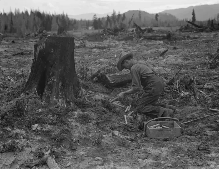 Framed Print : Stump farmer prepares to blow out tamarack stump, Bonner County, Idaho, 1939. Creator: Dorothea Lange Framed Print : Stump farmer prepares to blow out tamarack stump, Bonner County, Idaho, 1939. Creator: Dorothea Lange