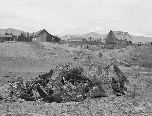 Stump pile, ready to burn, house, barn, and farm buildings, Unruf farm, Boundary County, Idaho, 1939 Creator: Dorothea Lange