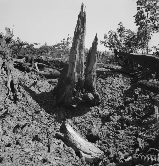 Framed Print : Stumps on Nieman farm where bulldozer is working, near Vader, Lewis County, Western Washington, 1939 Creator: Dorothea Lange Framed Print : Stumps on Nieman farm where bulldozer is working, near Vader, Lewis County, Western Washington, 1939 Creator: Dorothea Lange
