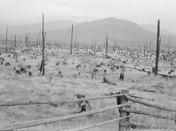 Stumps and sags on uncleared land, Priest River country, Bonner County, Idaho, 1939. Creator: Dorothea Lange