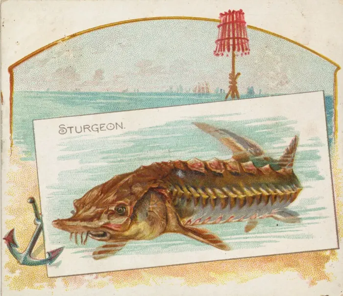 Framed Print : Sturgeon, from Fish from American Waters series (N39) for Allen & Ginter Cigarettes Framed Print : Sturgeon, from Fish from American Waters series (N39) for Allen & Ginter Cigarettes