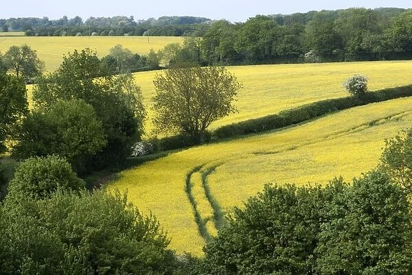 Suffolk countryside, England, 25  /  5  /  10. Creator: Ethel Davies; Davies, Ethel