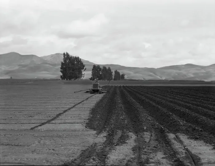 Framed Print : Sugar beet field showing tractor with plowshare attached and Mexican operator, California, 1936. Creator: Dorothea Lange Framed Print : Sugar beet field showing tractor with plowshare attached and Mexican operator, California, 1936. Creator: Dorothea Lange