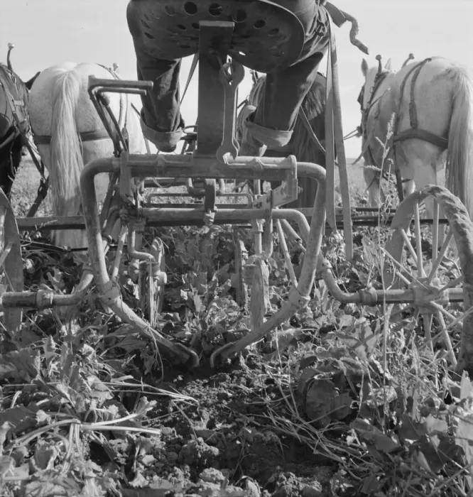 Framed Print : Sugar beet lifter in older settlers field... near Ontario, Malheur County, Oregon, 1939. Creator: Dorothea Lange Framed Print : Sugar beet lifter in older settlers field... near Ontario, Malheur County, Oregon, 1939. Creator: Dorothea Lange