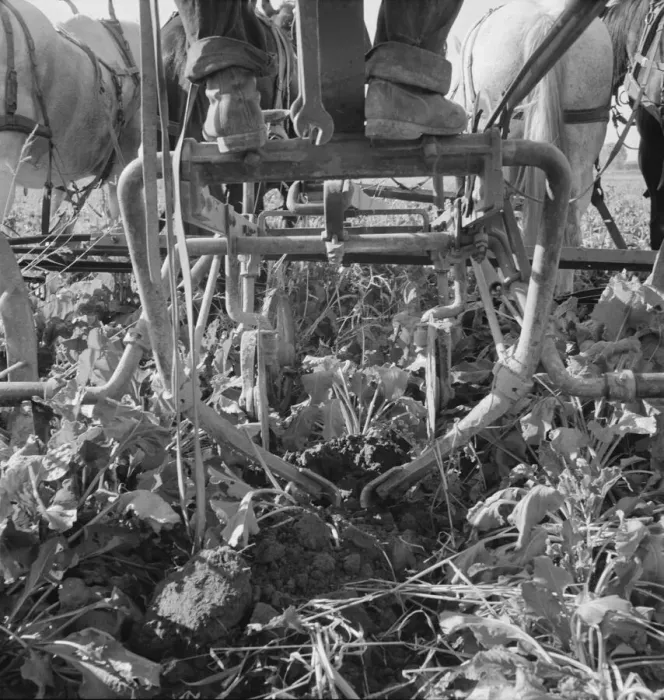 Framed Print : Sugar beet lifter in older settlers field... near Ontario, Malheur County, Oregon, 1939. Creator: Dorothea Lange Framed Print : Sugar beet lifter in older settlers field... near Ontario, Malheur County, Oregon, 1939. Creator: Dorothea Lange