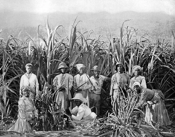 Sugar cane cutters, Jamaica, c1905. Artist: Adolphe Duperly & Son