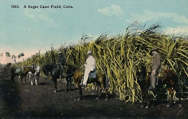 A Sugar Cane Field, Cuba, 1912. Creator: Unknown