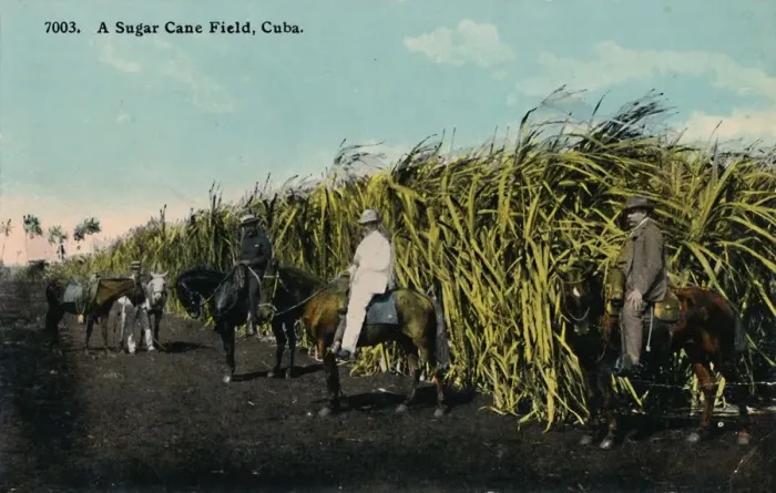 Framed Print : A Sugar Cane Field, Cuba, 1912. Creator: Unknown Framed Print : A Sugar Cane Field, Cuba, 1912. Creator: Unknown
