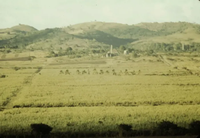 Framed Print : Sugar cane fields on the north-west part of the island, St. Croix island, Virgin Islands, 1941. Creator: Jack Delano Framed Print : Sugar cane fields on the north-west part of the island, St. Croix island, Virgin Islands, 1941. Creator: Jack Delano