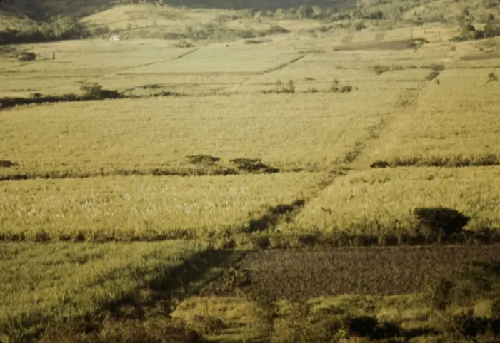 Framed Print : Sugar cane fields on the north-west part of the island, St. Croix island, Virgin Islands, 1941. Creator: Jack Delano Framed Print : Sugar cane fields on the north-west part of the island, St. Croix island, Virgin Islands, 1941. Creator: Jack Delano