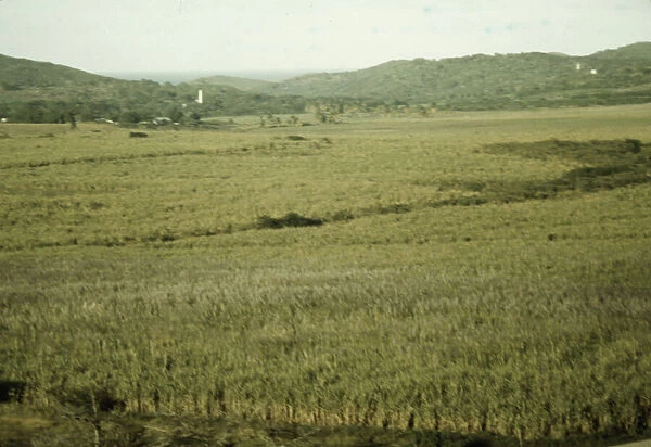 Sugar cane land, Yabucoa Valley? Puerto Rico, 1941. Creator: Jack Delano