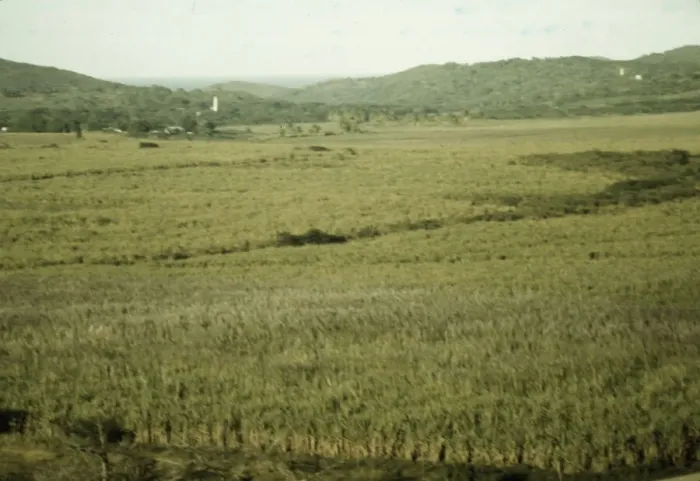 Framed Print : Sugar cane land, Yabucoa Valley? Puerto Rico, 1941. Creator: Jack Delano Framed Print : Sugar cane land, Yabucoa Valley? Puerto Rico, 1941. Creator: Jack Delano