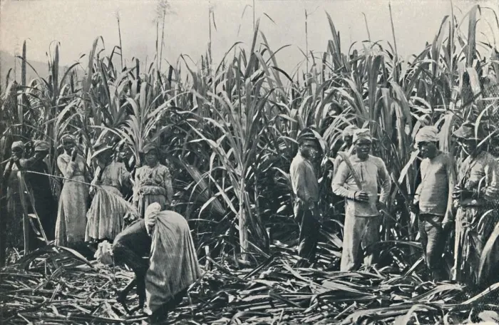 Framed Print : A Sugar Cane Plantation, 1916. Artist: Valentine & Sons Framed Print : A Sugar Cane Plantation, 1916. Artist: Valentine & Sons