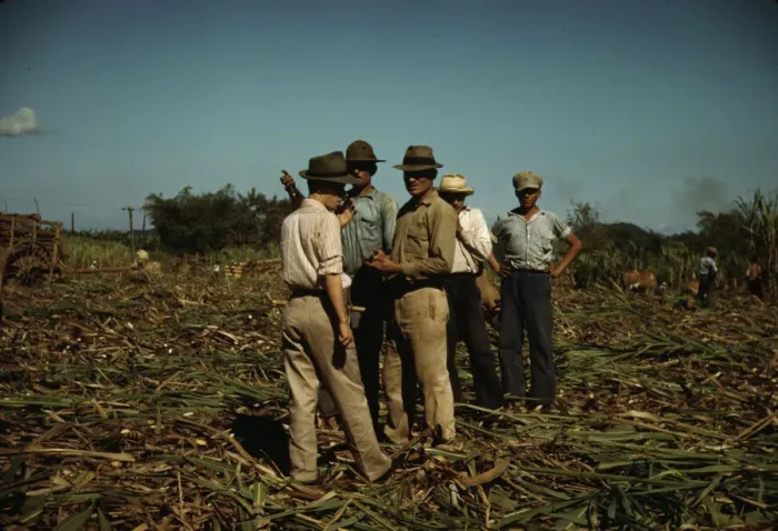 Framed Print : Sugar cane workers resting, Rio Piedras, Puerto Rico, 1941. Creator: Jack Delano Framed Print : Sugar cane workers resting, Rio Piedras, Puerto Rico, 1941. Creator: Jack Delano