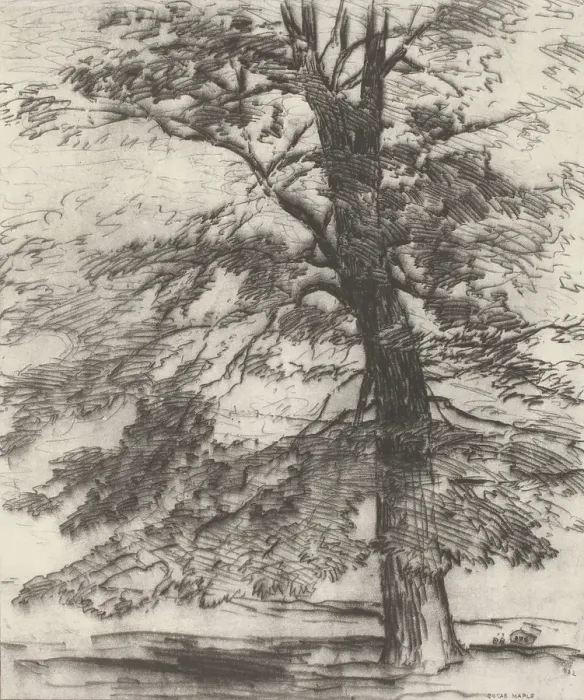 Framed Print : Sugar Maple, 1920. Creator: Bolton Coit Brown Framed Print : Sugar Maple, 1920. Creator: Bolton Coit Brown
