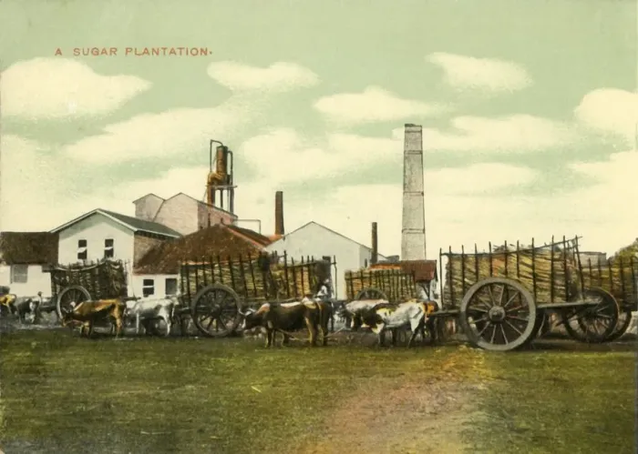 Framed Print : A Sugar Plantation, Cuba. Creator: Unknown Framed Print : A Sugar Plantation, Cuba. Creator: Unknown