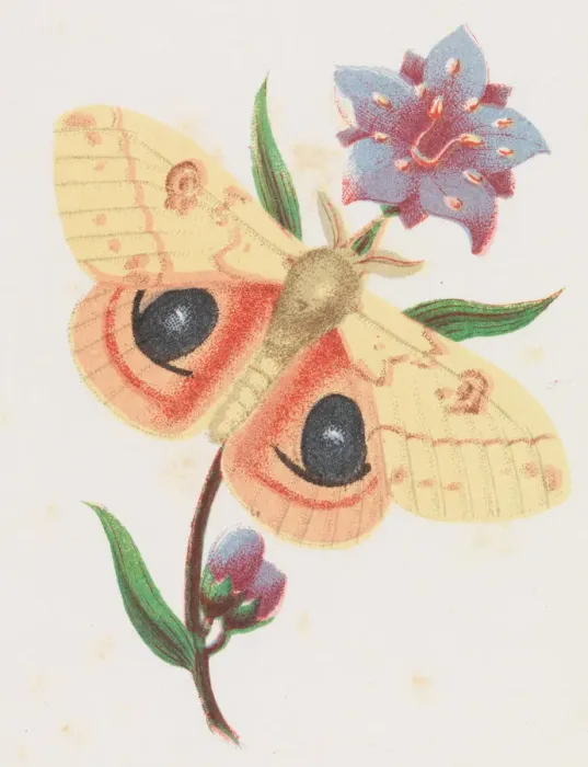 Framed Print : Sulfur Peacock Moth, 1862. Creator: Louis Prang Framed Print : Sulfur Peacock Moth, 1862. Creator: Louis Prang