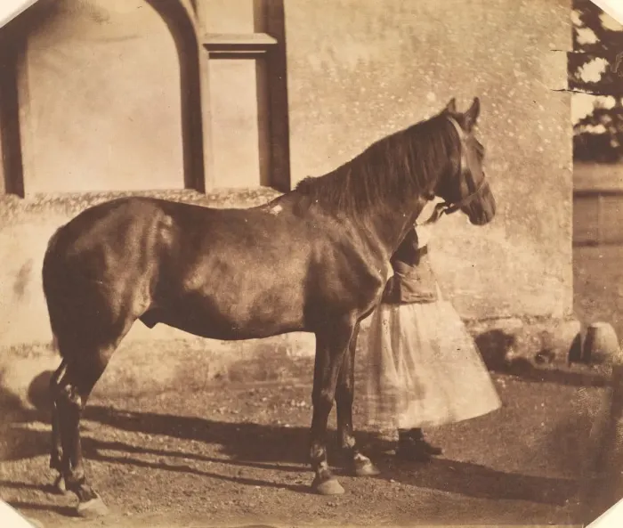 Framed Print : Sultan, mid-1850s. Creator: Mervyn Herbert Nevil Story-Maskelyne Framed Print : Sultan, mid-1850s. Creator: Mervyn Herbert Nevil Story-Maskelyne