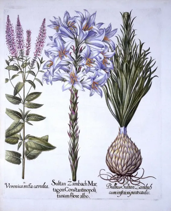 Framed Print : Sultan Zambach Lily and Bulb, Veronica, from Hortus Eystettensis, by Basil Besler (1561-1629) Framed Print : Sultan Zambach Lily and Bulb, Veronica, from Hortus Eystettensis, by Basil Besler (1561-1629)
