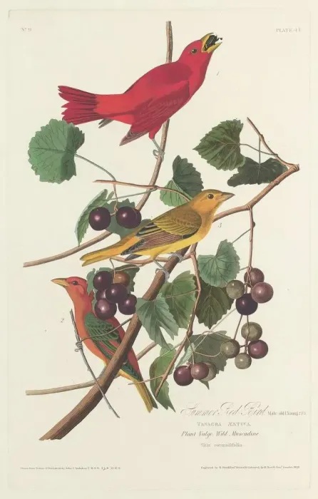 Framed Print : Summer Red Bird, 1828. Creator: Robert Havell Framed Print : Summer Red Bird, 1828. Creator: Robert Havell