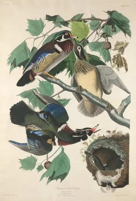 Framed Print : Summer or Wood Duck, 1834. Creator: Robert Havell Framed Print : Summer or Wood Duck, 1834. Creator: Robert Havell