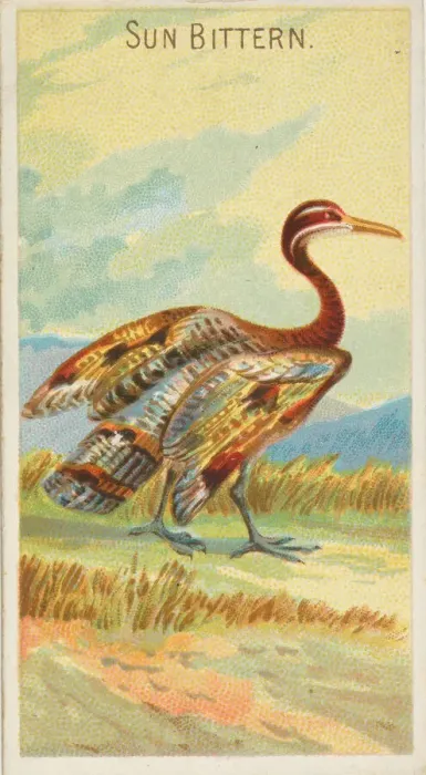 Framed Print : Sun Bittern, from the Birds of the Tropics series (N5) for Allen & Framed Print : Sun Bittern, from the Birds of the Tropics series (N5) for Allen &