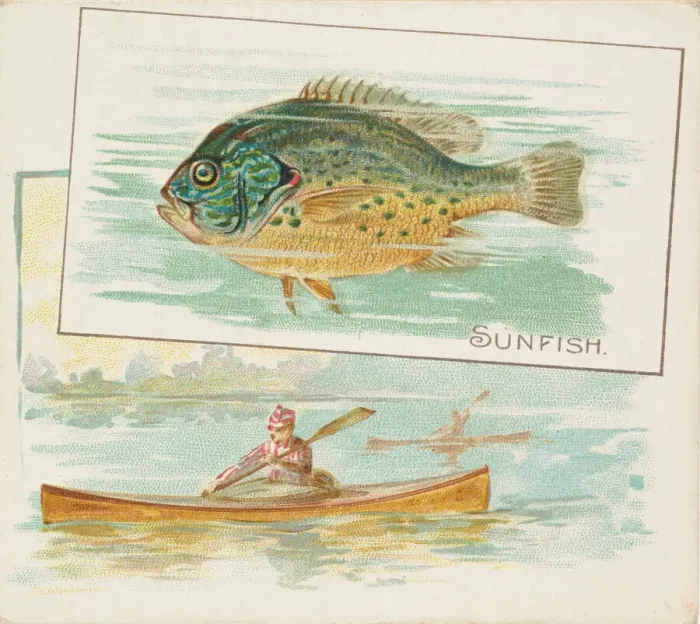 Framed Print : Sunfish, from Fish from American Waters series (N39) for Allen & Ginter Cigarettes Framed Print : Sunfish, from Fish from American Waters series (N39) for Allen & Ginter Cigarettes