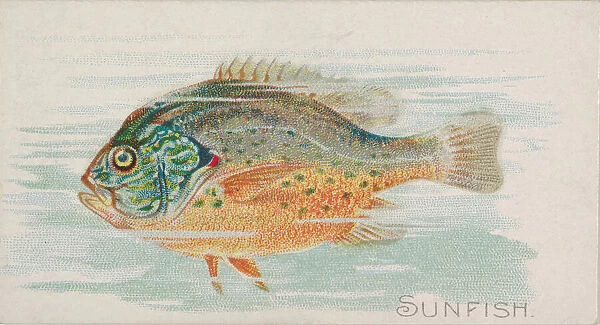 Sunfish, from the Fish from American Waters series (N8) for Allen &