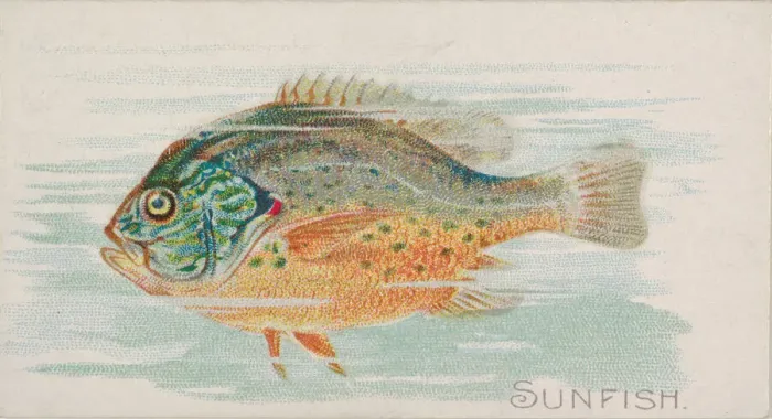Framed Print : Sunfish, from the Fish from American Waters series (N8) for Allen & Framed Print : Sunfish, from the Fish from American Waters series (N8) for Allen &