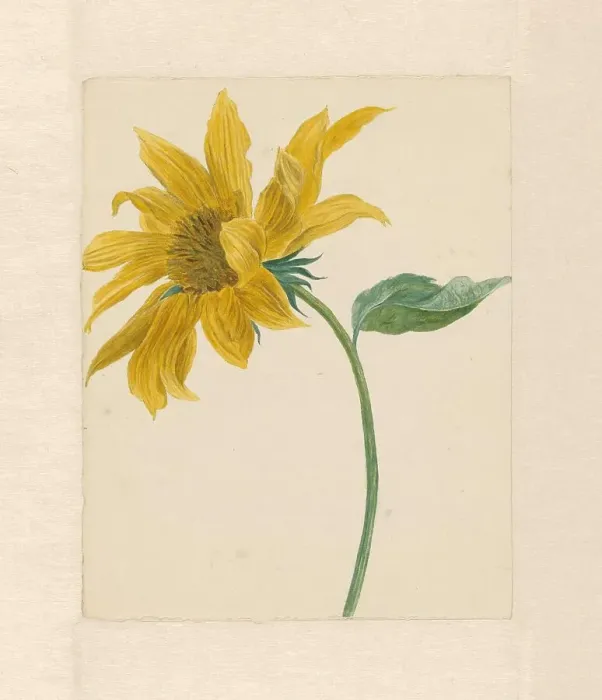 Framed Print : Sunflower, 1714-1760. Creator: Michiel van Huysum Framed Print : Sunflower, 1714-1760. Creator: Michiel van Huysum