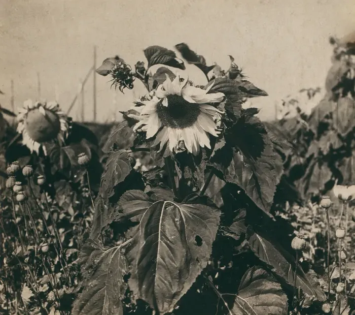 Framed Print : Sunflower, 1910. Creator: Sergey Mikhaylovich Prokudin-Gorsky Framed Print : Sunflower, 1910. Creator: Sergey Mikhaylovich Prokudin-Gorsky