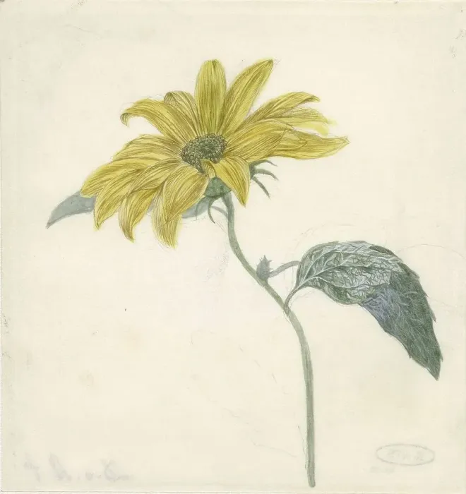 Framed Print : Sunflower, c.1800-c.1900. Creator: D. van Alphen Framed Print : Sunflower, c.1800-c.1900. Creator: D. van Alphen