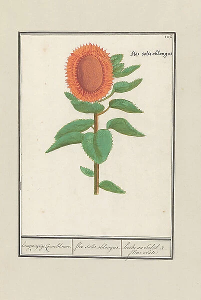 Sunflower (Helianthus annuus), 1596-1610. Creators: Anselmus de Boodt, Elias Verhulst