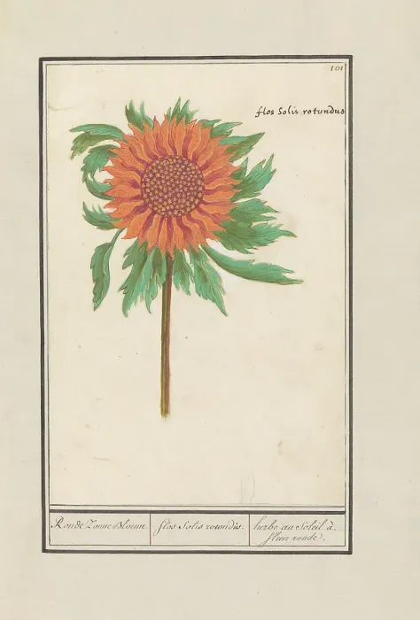Framed Print : Sunflower (Helianthus annuus), 1596-1610. Creators: Anselmus de Boodt, Elias Verhulst Framed Print : Sunflower (Helianthus annuus), 1596-1610. Creators: Anselmus de Boodt, Elias Verhulst
