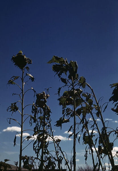 Sunflower plants, between 1941 and 1942. Creator: Unknown