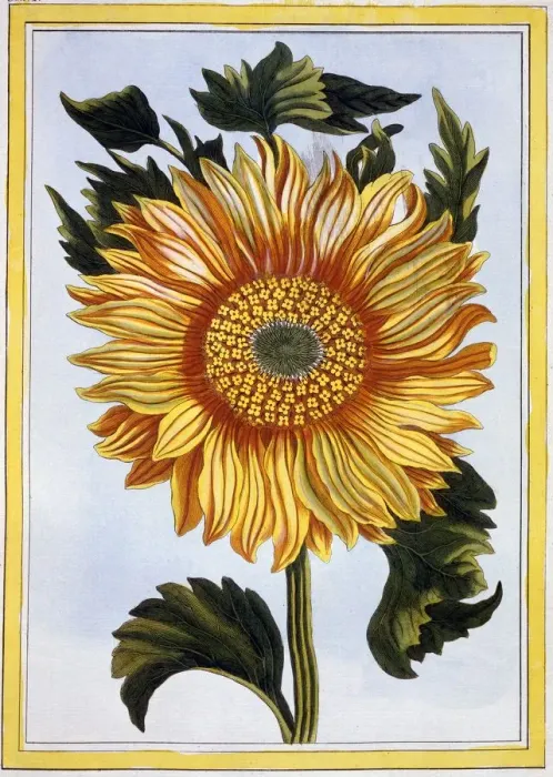 Framed Print : Sunflower, pub. 1776. Creator: Pierre Joseph Buchoz (1731-1807) Framed Print : Sunflower, pub. 1776. Creator: Pierre Joseph Buchoz (1731-1807)