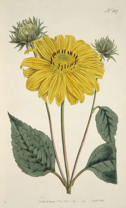 Framed Print : Sunflower, pub. 1796 (hand coloured engraving). Creator: English School (18th Century) Framed Print : Sunflower, pub. 1796 (hand coloured engraving). Creator: English School (18th Century)