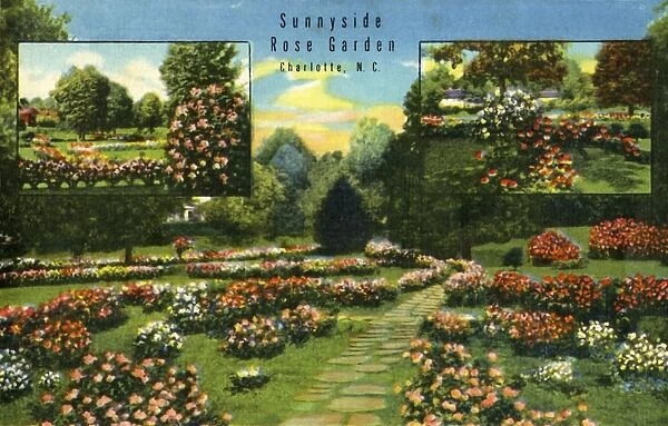 Sunnyside Rose Garden, Charlotte, N.C. 1942. Creator: Unknown