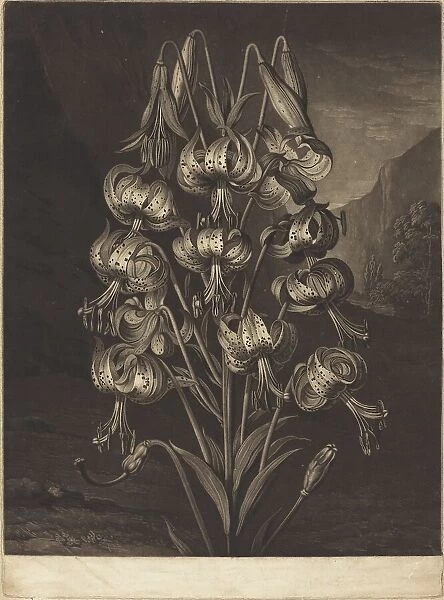 The Superb Lily, 1799. Creator: William Ward