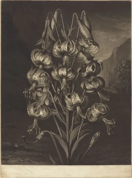 Framed Print : The Superb Lily, 1799. Creator: William Ward Framed Print : The Superb Lily, 1799. Creator: William Ward