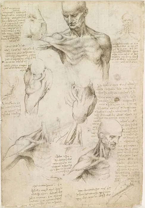 Framed Print : Superficial anatomy of the shoulder and neck, c. 1510. Creator: Leonardo da Vinci (1452-1519) Framed Print : Superficial anatomy of the shoulder and neck, c. 1510. Creator: Leonardo da Vinci (1452-1519)