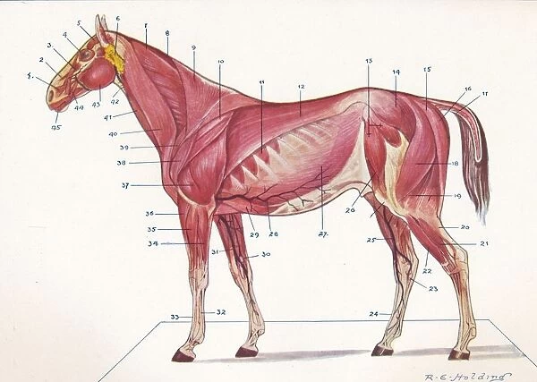 Superficial muscles, tendons, etc of a horse, c1907 (c1910). Artist: RE Holding