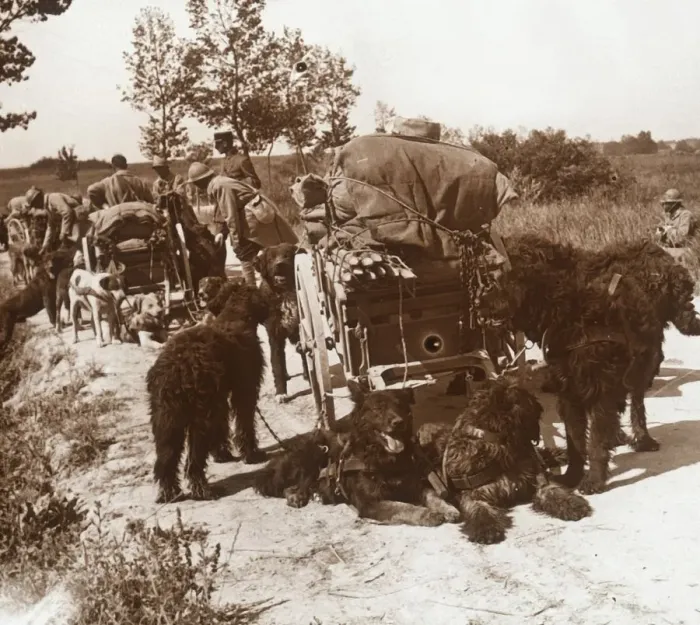 Framed Print : Supply dogs, c1914-c1918 Framed Print : Supply dogs, c1914-c1918